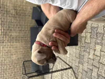 American Bully XL x Staffordshire puppy - afbeelding 3