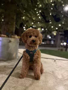 Poedel (abrikoos) - afbeelding 3