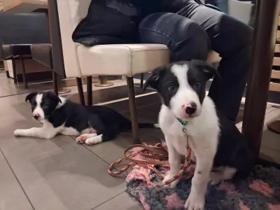 Sportieve border collie pup zoekt zijn mand - afbeelding 2