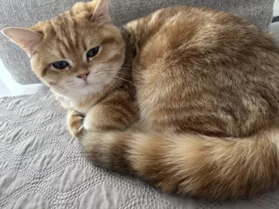 Lieve Britse Korthaar kater  zoekt een liefdevol nieuw thuis - afbeelding 3