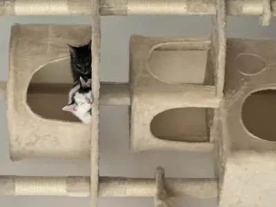 Kittens zoeken een nieuw, warm en liefdevol huisje. - afbeelding 6