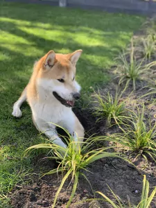 Prachtige en lieve hond, kruising shiba en keeshond te koop - afbeelding 4