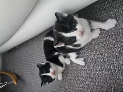 Ragdoll kittens - afbeelding 5