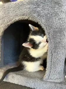 Lieve en ondernemende kittens zoeken hun nieuwe thuis - afbeelding 3