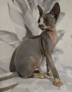 teef nestjes