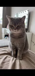 Teddy🥰 - afbeelding 3