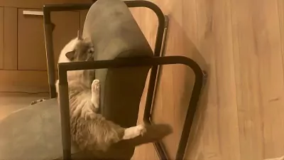 De liefste Ragdoll - afbeelding 5