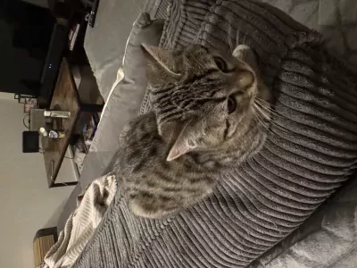 Grijze kleine kater, 13 weken oud. - afbeelding 3