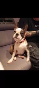 Lari - 4.5 jaar oud teefje - afbeelding 2