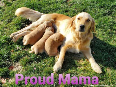 Golden Retriever te koop verkopen Amsterdam Nederland - 5233