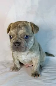 Franse Bulldog te koop verkopen Roksem Belgie - 5299