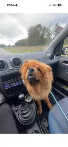 Chow chow reu te koop - afbeelding 5
