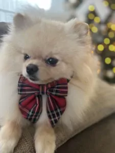 Pomeriaan te koop verkopen Tienen Belgie - 5211