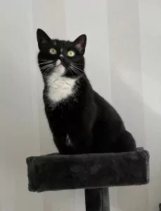 Lieve bailey zoekt nieuw huis - afbeelding 3