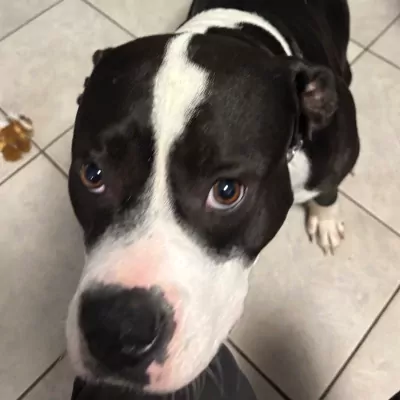 American Staffordshire Terriër