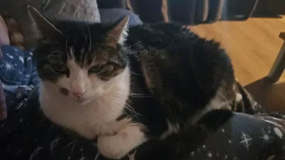 Europese Korthaar te koop verkopen Heerlen Nederland - 5368