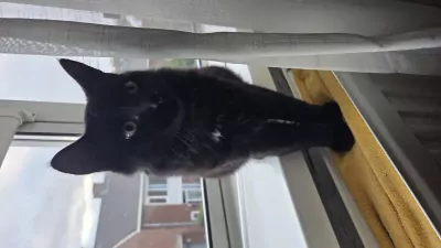 Kater en poes, broer en zus - afbeelding 3