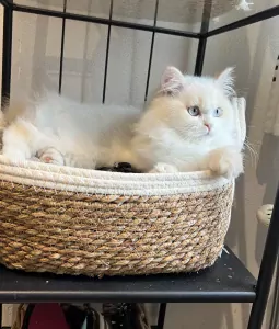 Speels Selkirk Rex katertje zoekt liefdevol thuis - afbeelding 2