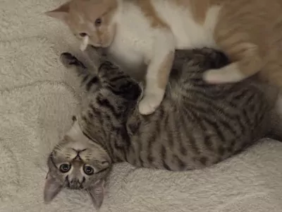 Europese Korthaar te koop verkopen Arnhem Nederland - 5139