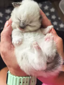 Ragdoll kitten - afbeelding 4