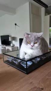 Nieuw, liefdevol baasje gezocht voor onze Britse Korthaar - afbeelding 6