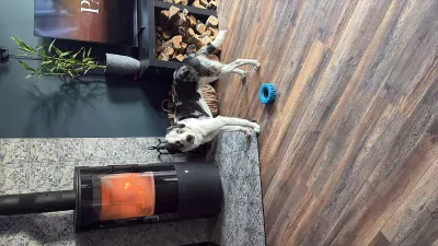 Pup van  9,5 maand - afbeelding 2