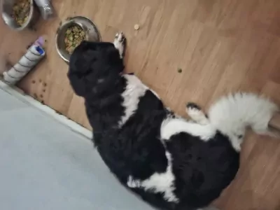 Friese Stabij te koop verkopen Leeuwarden Nederland - 5025