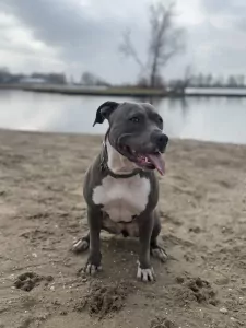 Lieve American Stafford van bijna 3 jaar - afbeelding 3