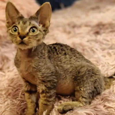 Devon Rex
