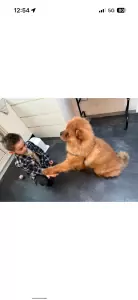 Chow chow reu te koop - afbeelding 2