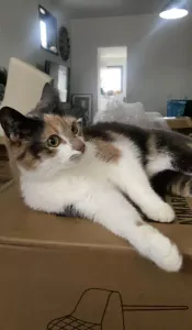 Poes zoekt nieuw huisje - afbeelding 3