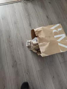 Schattige Britse korthaar - afbeelding 4