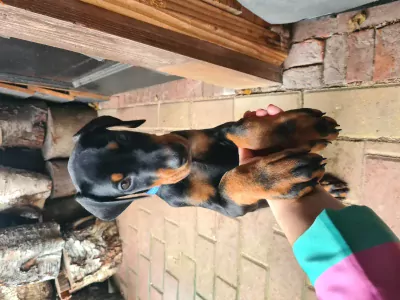 Lieve prachtige Dobermann reu te koop - afbeelding 2
