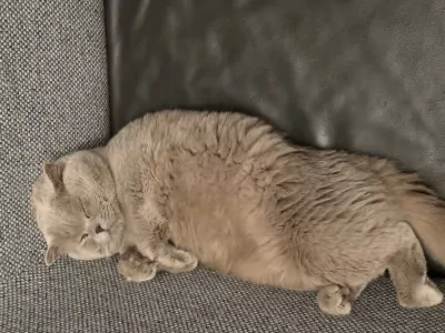 Te koop 2 katten vader en zoon - afbeelding 4