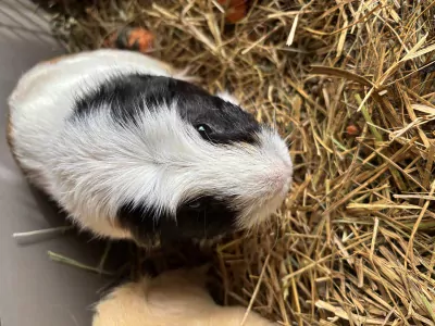 Cavia te koop verkopen Leopoldsburg Belgie - 4756