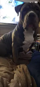 American Bully XL - afbeelding 3