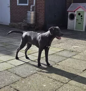 Labrador te koop verkopen Grave Nederland - 5269
