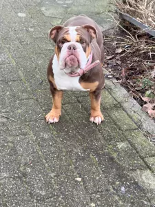 Franse bull reu (3) old English bull teef (2) - afbeelding 2