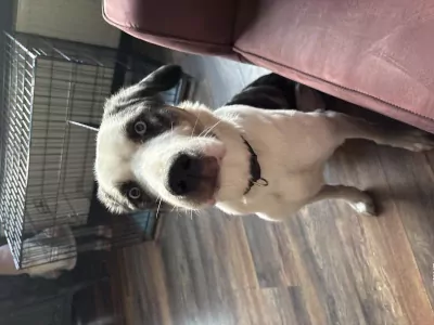 Border  Collie te koop verkopen Vlissingen Nederland - 5126