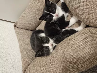 Tuxedo kittens - afbeelding 2