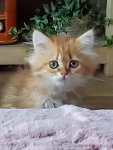 Britse langhaar - afbeelding 2