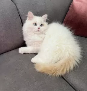 Speels Selkirk Rex katertje zoekt liefdevol thuis - afbeelding 5