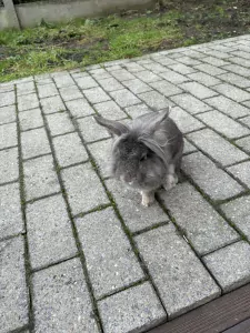 Konijn - afbeelding 3