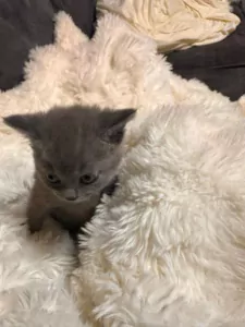 kittens, jongetje - afbeelding 4