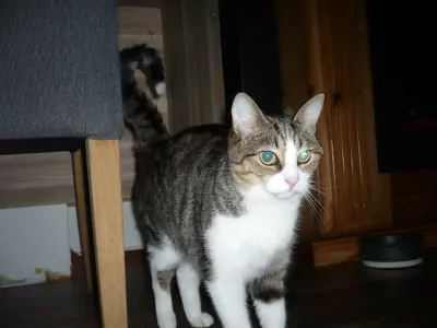 te koop lief poesje - afbeelding 2