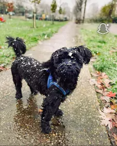 Boomer te koop verkopen Ewijk Nederland - 4958