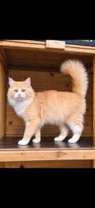 Maine Coon te koop verkopen Rotterdam Nederland - 5784