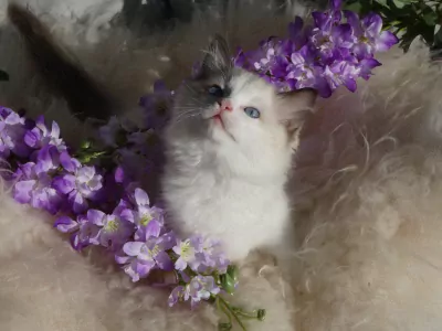Raszuivere Ragdoll kittens uit geteste ouders met stamboom. - afbeelding 5