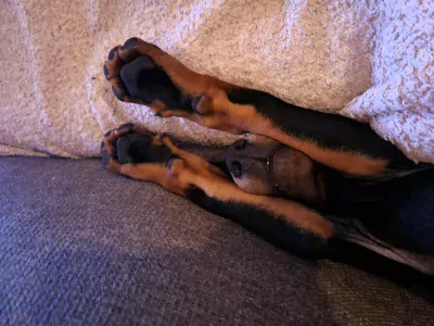 Dobermann te koop verkopen Wenum Wiesel Nederland - 4966