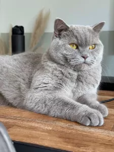 Nieuw huisje gezocht voor onze Brits Korthaar Lilo - afbeelding 3